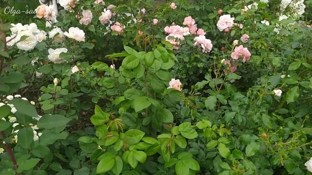 Сочетание сортов роз в моëм розарии. смотреть онлайн