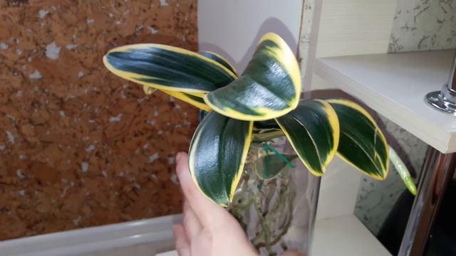 Орхидея -Orchid Rlc Toshie Aoki X (Rlc. Apricot Flare X Rlc. Sunset Bay)