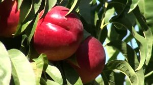 Nektarin Sweet Lady Anaç GF677 (Nectarine) - Okumuş Tarım
