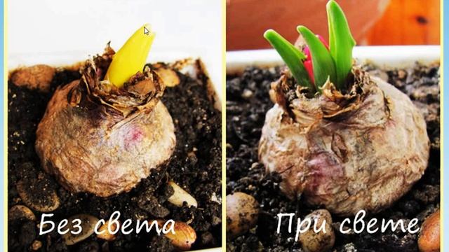 Естествознание 23. Зачем нам солнечные лучи?