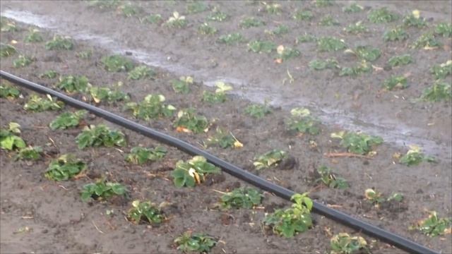 Как механизировать полив клубники на большом участке. смотреть онлайн