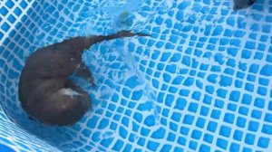 ちょっと変わってる女の子カワウソの一日　A Day in the Life of the Cutest Otter.mp4