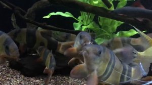 Боции Клоуны, большие.