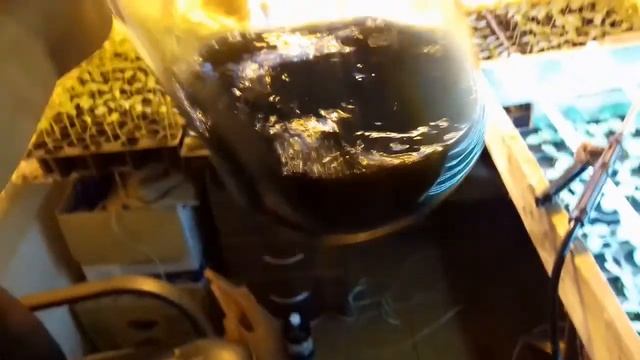 Рассада Огурцов КИБРИЯ. Огурчикам 10 дней от всходов, чем буду удобрять. смотреть онлайн