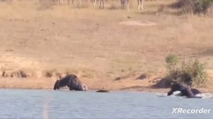 Самое опасное животное Африки