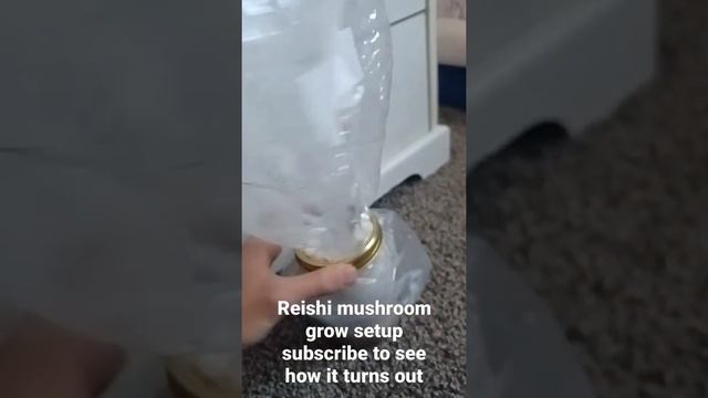 Reishi mushroom grow setup смотреть онлайн