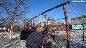 Как подготовить к зиме сад. Жимолость Каприфоль