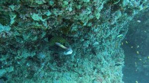 Леопардовый губан