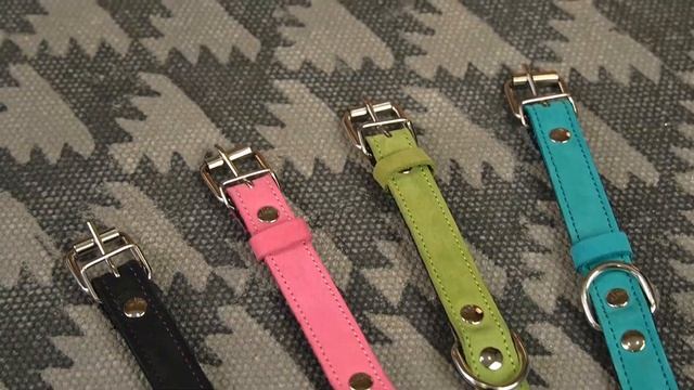 Уиппеты и сеттеры презентуют ошейники Color Line