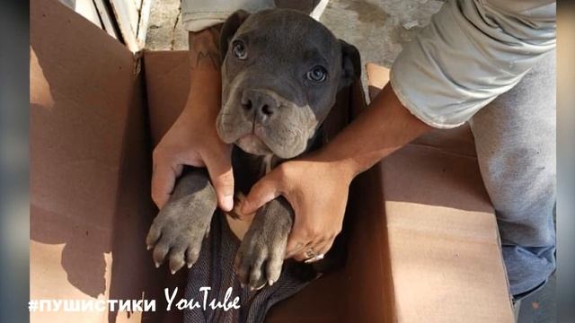 «Папа её бьёт» У ворот приюта появилась коробка с маленьким щенком, а рядом с ним лежала записка смотреть онлайн