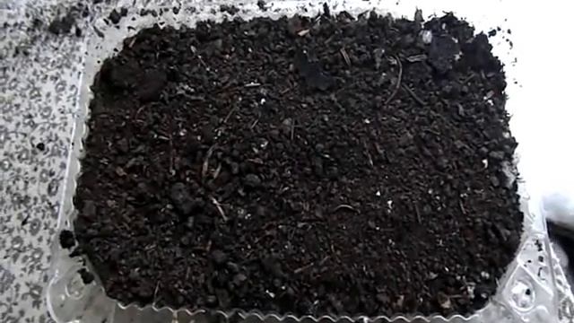 СЕЕМ ПОД СНЕГ КРАСИВЫЙ ЭРИНГИУМ (Синеголовник) смотреть онлайн