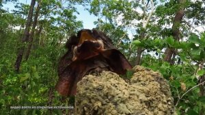 Существуют ли ДРАКОНЫ в реальной жизни и где их встретить? // "КАК ТАК?" Выпуск 10