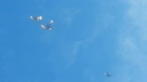 16 ноября пробы подогнать после линьки николавских бабочек.