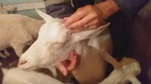 Обезрожил козу // выбила глаз