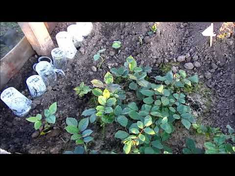 Результативное черенкование в открытый грунт часть 1. смотреть онлайн