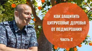 Как защитить цитрусовые деревья от подмерзания. Часть 2. Советы агронома.