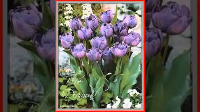 Tulipan pelny pozny Blue Diamond - 5 szt 507