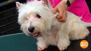 Гигиеническая стрижка для собаки. Доброе утро. Фрагмент выпуска от 11.10.2022