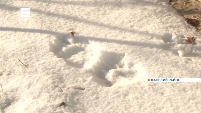 Медведь пришел в деревню под Канском и до ужаса напугал жителей смотреть онлайн