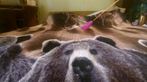 ПРОБУЕМ ПОИГРАТЬ С ЭУБЛЕФАРАМИ / ТРЕНИРУЕМ НАВЫКИ ОХОТЫ