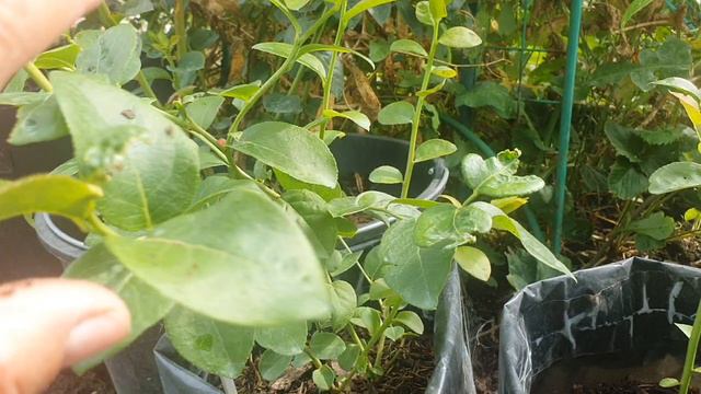 20240811_103605.mp4Какой подобрать контейнер для посадки голубики смотреть онлайн