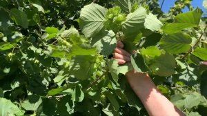 ФУНДУК В СИБИРИ | Сорта Рябушкиной В. Г.