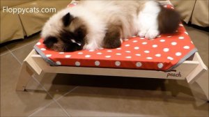 Peach Pet Lounger Cat Hammock Product Review - ねこ - ラグドール - Floppycats