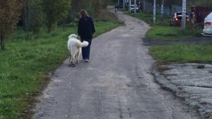 Дрессировка маремма абруцкой овчарки.