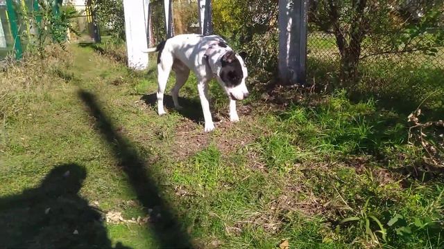 Питбуль 1 год | собака | Стаффорд | dog | pitbull смотреть онлайн