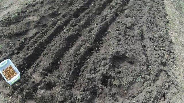 Посадка Чеснока Весной. Гигант Рокамболь