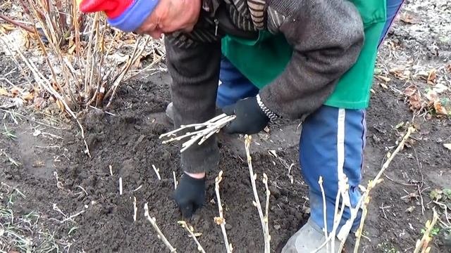 Смородина весной:  вырастите саженцы сами  легко и бесплатно!