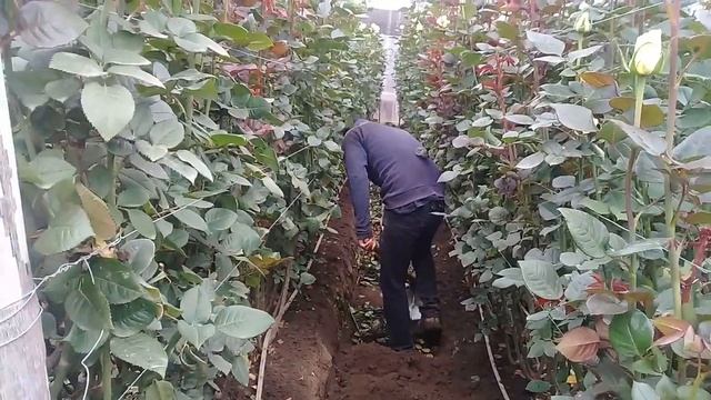 Удобрения кустов роз в Эквадоре для скорейшего роста смотреть онлайн