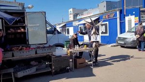 Птичий рынок.? Самара/08 апреля 2023 г. Архивное видео