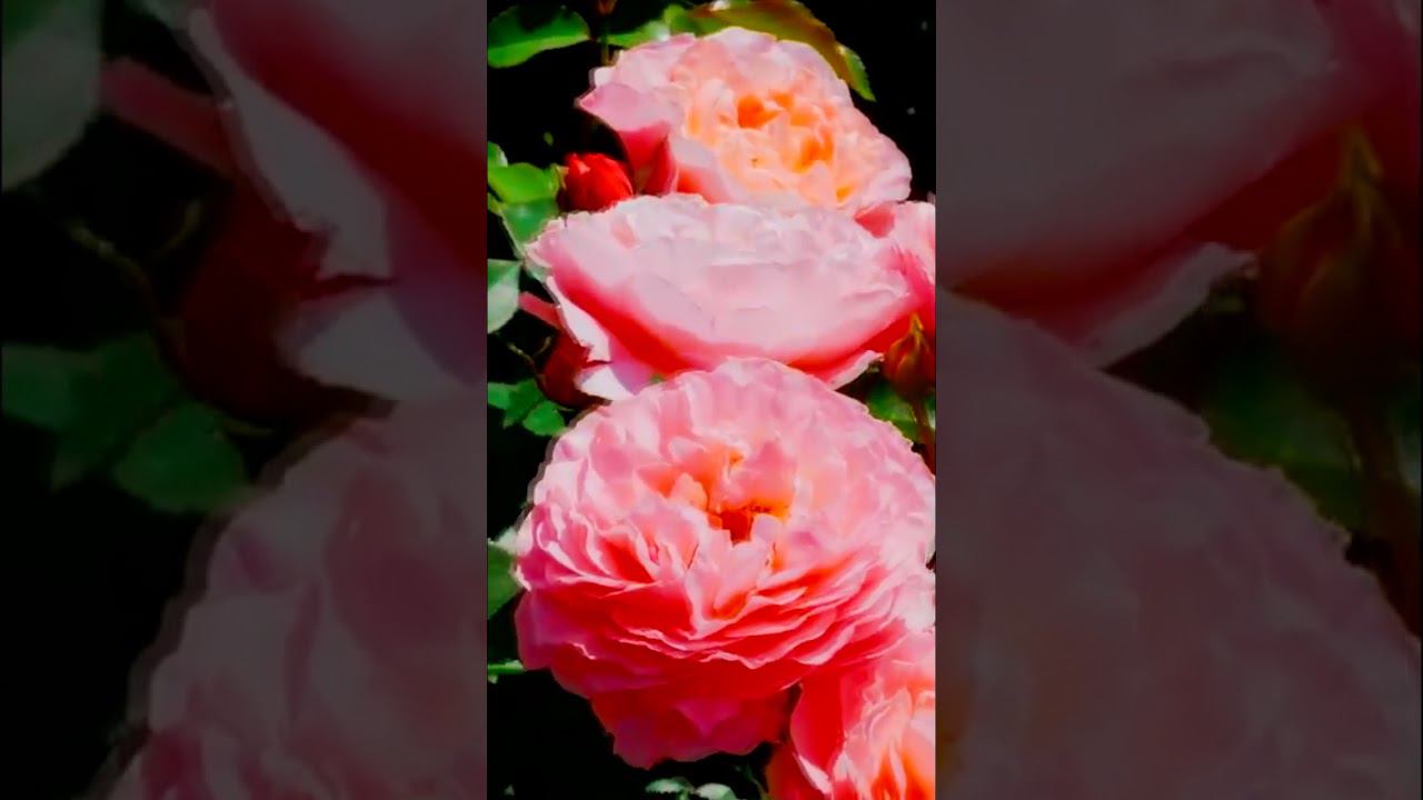 Роза флорибунда Мари Кюри MEIlomit, Romantic Dreams, Umilo