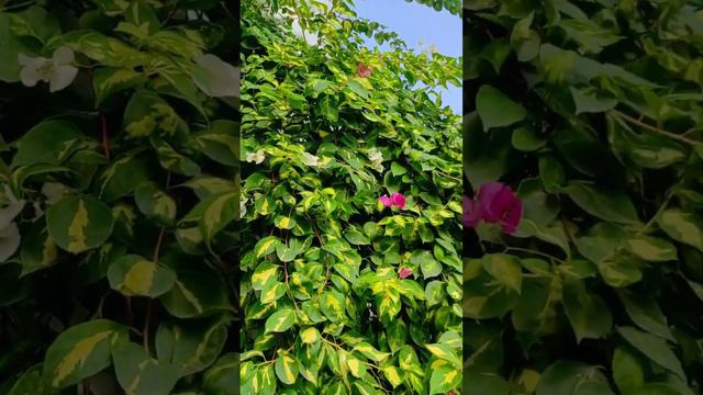 Bougainvillea Pink Plant// বাগানবিলাস// Uncommon Bougainvillea #বাগানবিলাস #bougainvillea