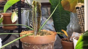 Anthurium Veitchii Growth Timelapse