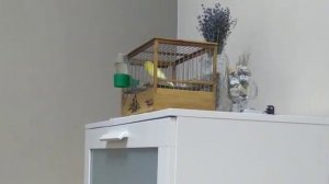 Кенар лесного напева