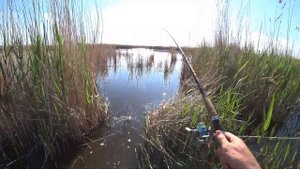 САЗАНЫ РВУТ ЛЕСКУ, весенняя ловля сазана в камыше