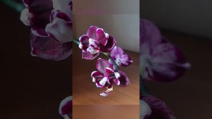 Фаленопсис J-Hsin black soot