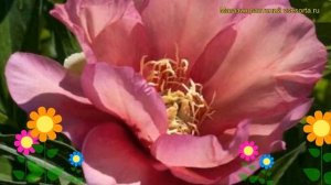 Пион ито Джулия Роуз. Краткий обзор, описание характеристик paeonia itoh Julia Rose