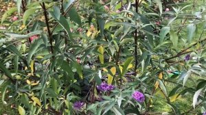 Обрезка Буддлеи Давида Иль де Франс/ Садовая пила для роз/ осенние работы