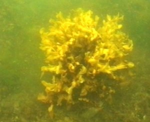 ФУКУС (бурая водоросль)