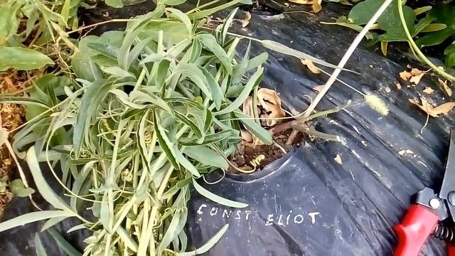 Как вырастить подвой пассифлоры из черенка