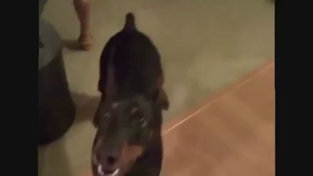 Как собака собирается на дачу смотреть онлайн