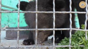 Гималайский медвежонок Умка. Тайган | Himalayan Bear Umka. Taigan