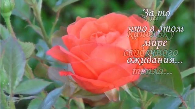 « Благодарю за капельку внимания!..» смотреть онлайн