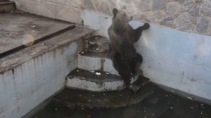Харьковский зоопарк. Белый,бурый и гималайский медведи
