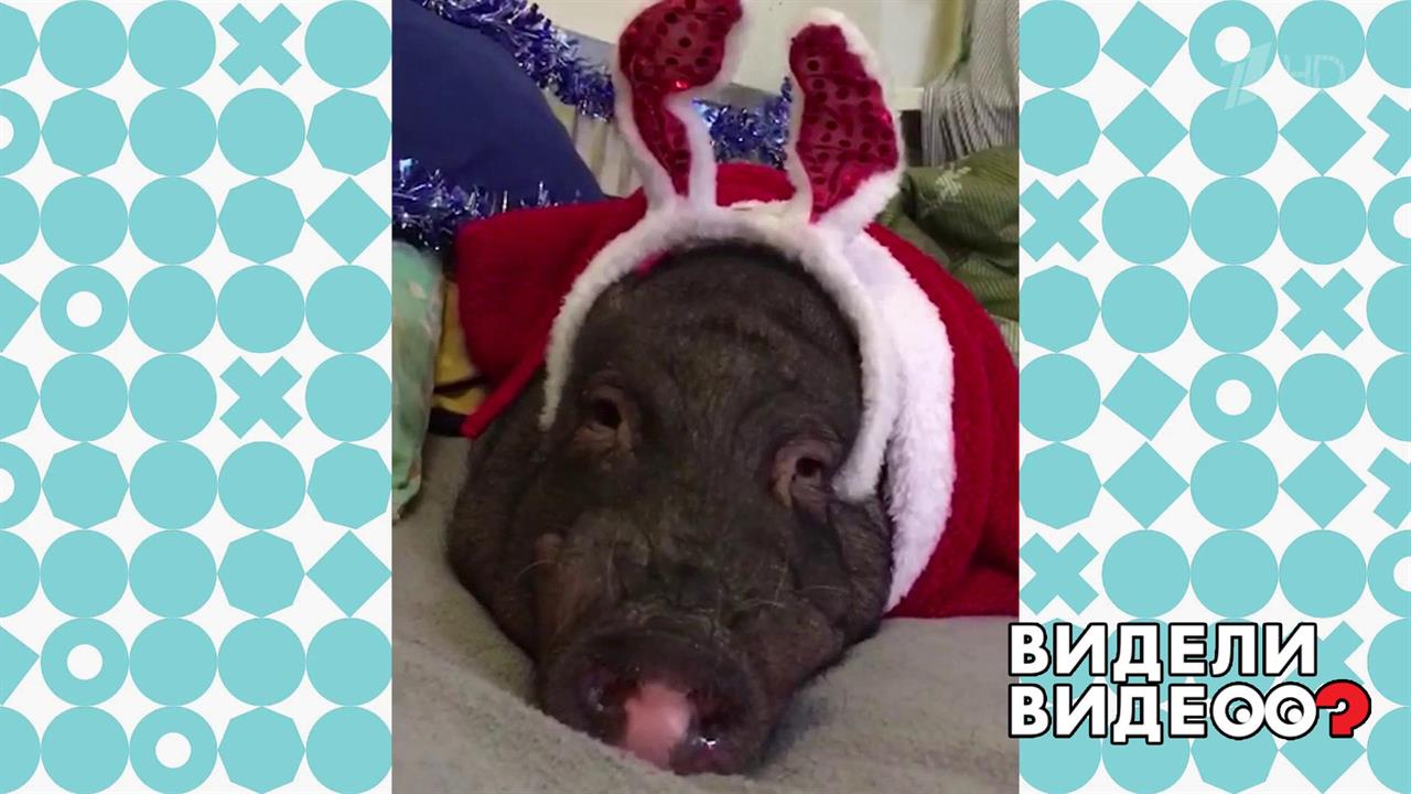 Интеллигентный поросенок. Видели видео? Фрагмент выпуска от 06.01.2020