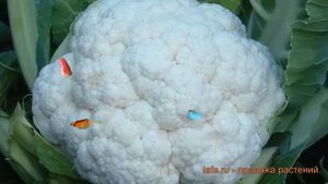 Капуста цветная Сноубол (snoubol) ? капуста Сноубол обзор: как сажать семена капусты Сноубол