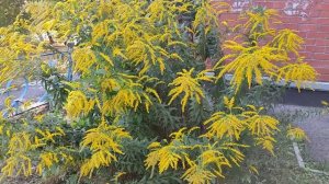 Золотарник - жёлтые пушистики в осеннем саду! ☀️ 🌿